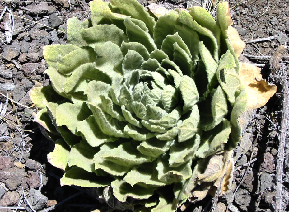 mko plant7