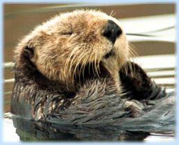 Sea Otter